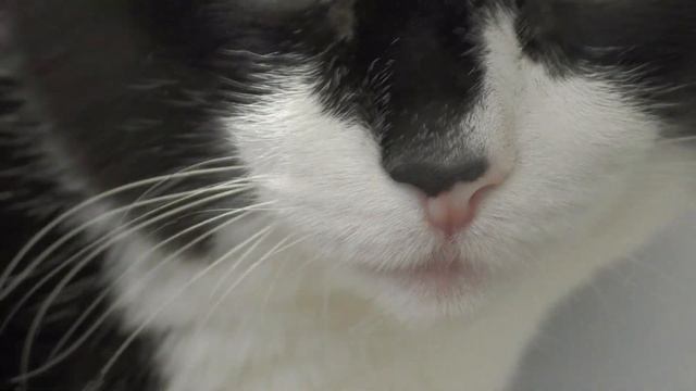 И снова Барсик и Лев) смотреть онлайн