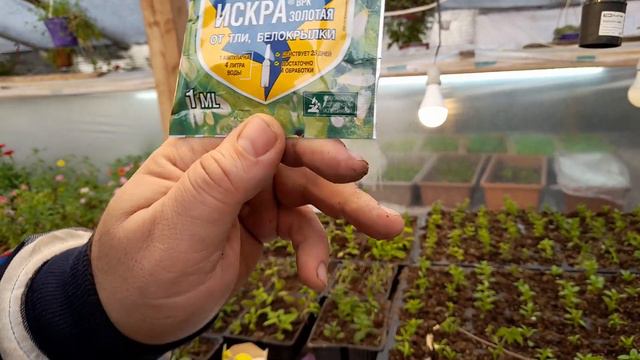 МОШКИ НА ГЕРАНИ копеечное средство от вредителей