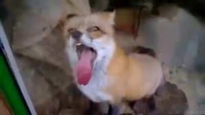 Бешеная лиса