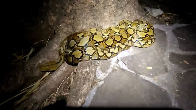 Rescue Reticulated python (Python reticulatus). смотреть онлайн