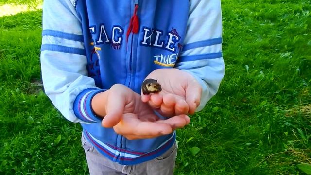 Необычная гусеница смотреть онлайн