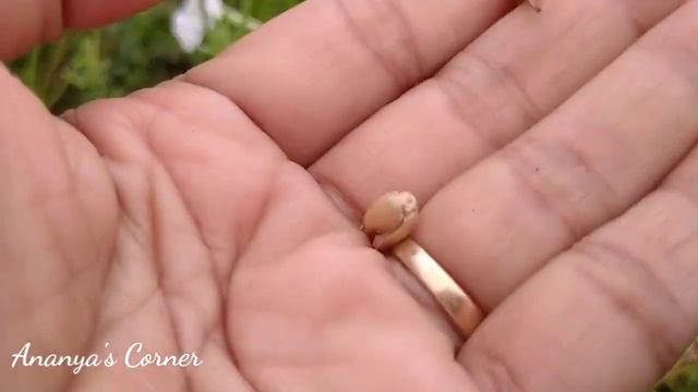 🌿Collecting Petunia Seeds For Next Season