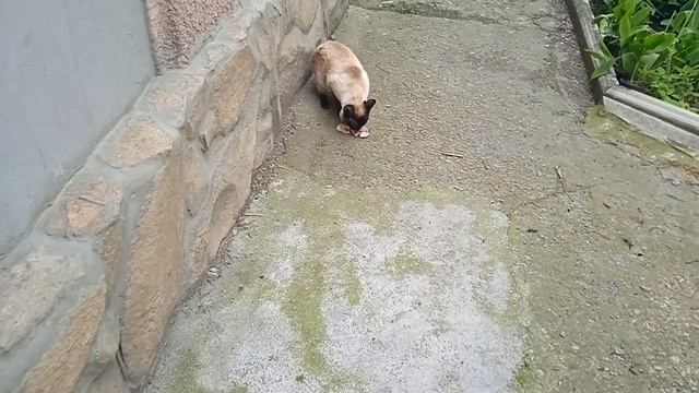 Жаркое по домашнему в казане. Пальчики оближешь смотреть онлайн