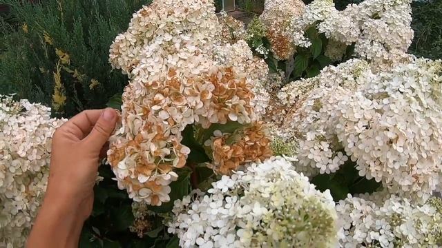 что с моей гортензией? смотреть онлайн