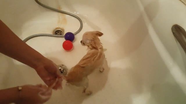 КАК КУПАТЬ ЙОРКА? КАК КУПАТЬ ЧИХУАХУА Видео | Yorkshire Terrier & Chihuahua Bathe Time ??? смотреть онлайн