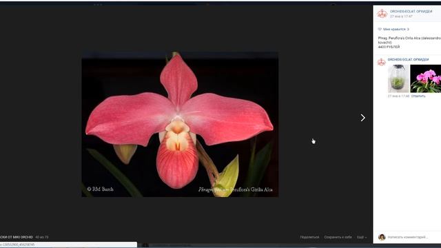 Орхидея. Группа, где можно выписать фласки. смотреть онлайн