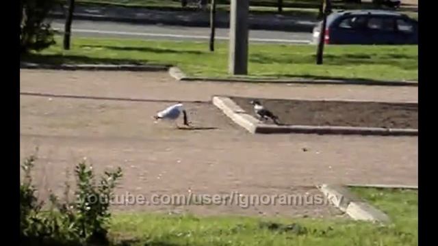 наглая ворона и чайка (Impudent Crow And Seagull)