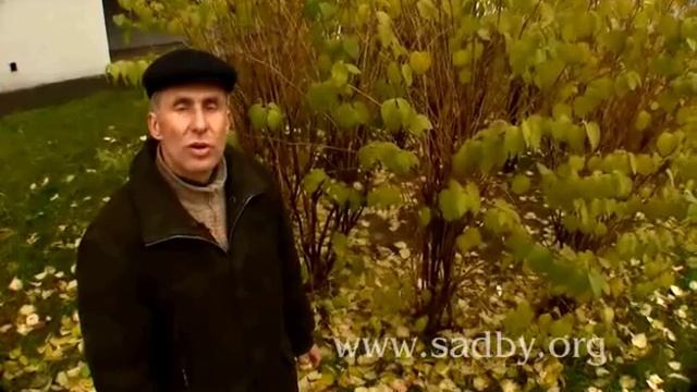 Уход за кустарниками. Урок №23 © - Уроки Николая Рабушко. смотреть онлайн