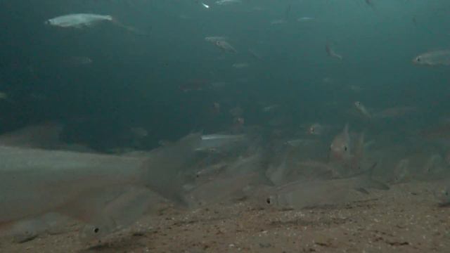 Кормлю манкой.Подводная съемка. смотреть онлайн