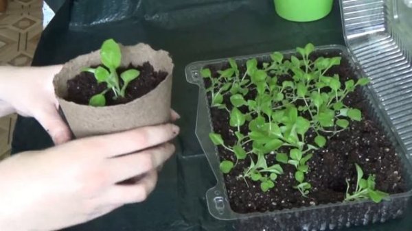 Пикировка сеянцев петунии