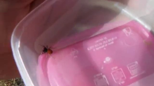Male Ladybird Spider (Eresus cinnaberinus) смотреть онлайн