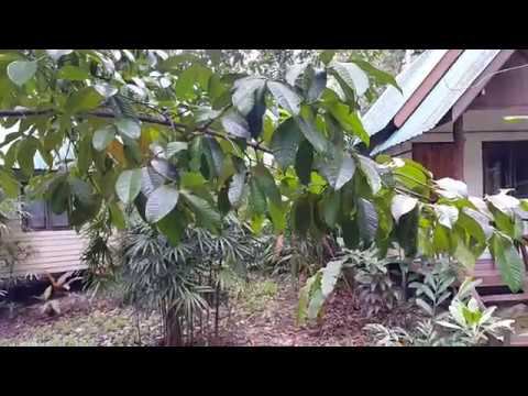 Тай, Краби. Отель Ao Nang Cliff View. Обзор номера. смотреть онлайн