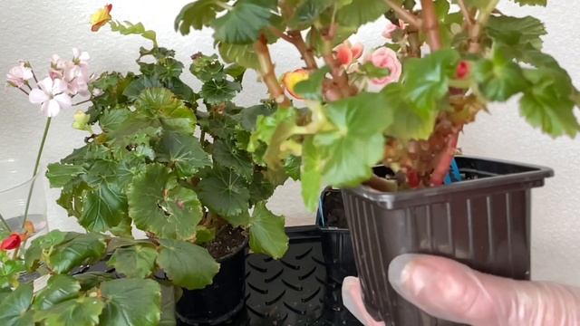 Чтобы бегония пышно зацвела, срочно сделайте в феврале обрезку смотреть онлайн