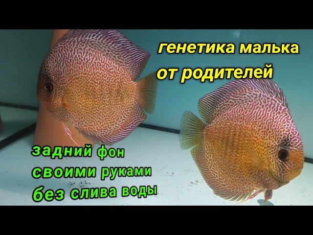 Задний фон на аквариумы и дискусы смотреть онлайн