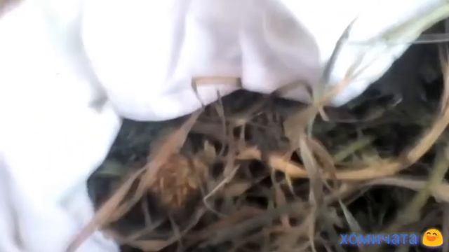 /травы/животных/вы на канале хомичата ? смотреть онлайн