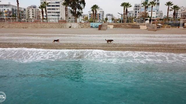 Турция. Анталья. Собаки бегают за коптером. смотреть онлайн