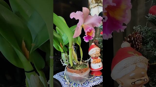 цветение Blc. George King 