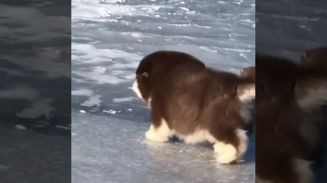 #НужноЗнать Няшные щенки бегают, играют и резвятся смотреть онлайн