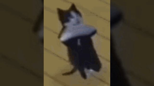 Cat dance смотреть онлайн