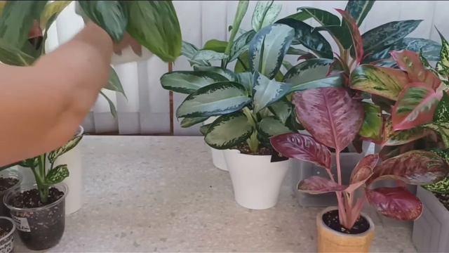 Аглаонемы. Полный... обзор коллекции с таймкодами. Осень' 23. смотреть онлайн