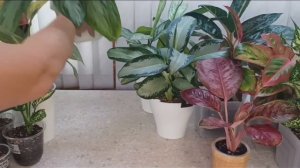 Аглаонемы. Полный... обзор коллекции с таймкодами. Осень' 23.