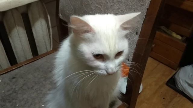 Кошка не любит есть по чесному смотреть онлайн