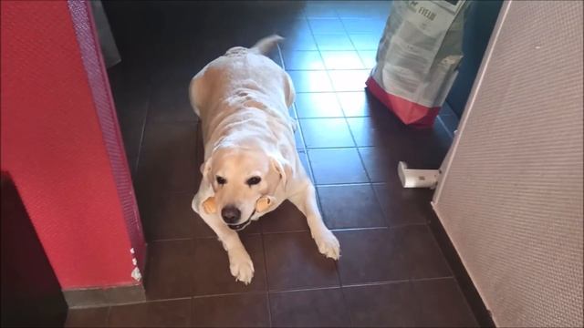 Отдай дяде косточку! смотреть онлайн