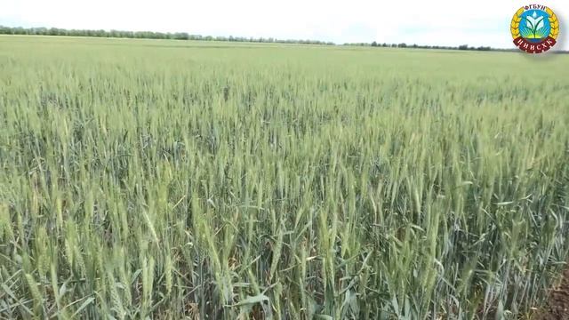 Демонстрационный полигон альтернативных видов органических удобрений сидеральные пары в севооборота смотреть онлайн