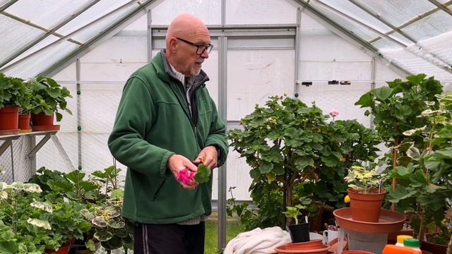 Winter Tips for Pelargonium Growers - December смотреть онлайн