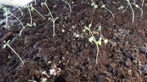 Все о лаванде. Уход за рассадой лаванды.