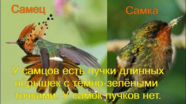 Колибри. Виды колибри. Часть 1 смотреть онлайн