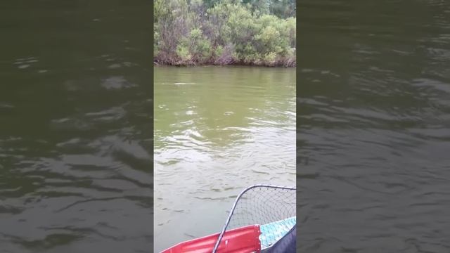 Ловля окуня на поппер. р.Обь... смотреть онлайн