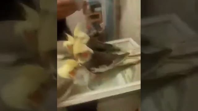Копия видео "Корица кофейный-коричневые кореллы, ручные птенцы 89150462814" смотреть онлайн
