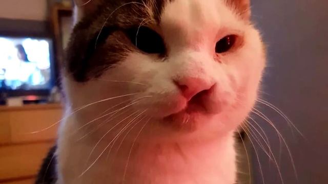 Некрасивый кот грустил в приюте и ждал своей участи. Люди брезговали даже посмотреть в его сторону смотреть онлайн