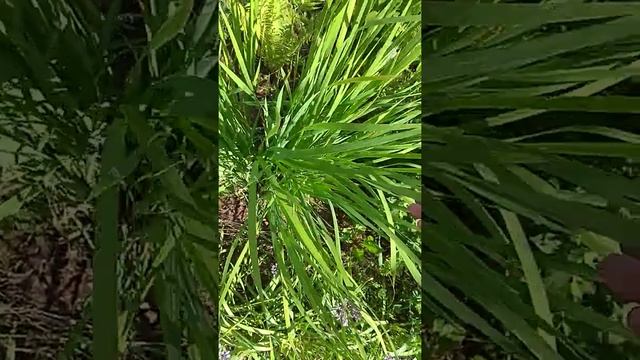 Моя деревенская клумба 2020 смотреть онлайн