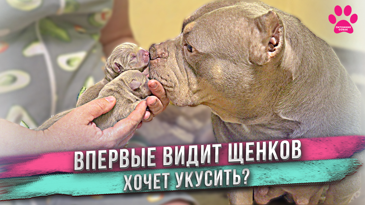Собака хочет укусить новорожденных щенков! Видит щенков впервые! Странная реакция. смотреть онлайн