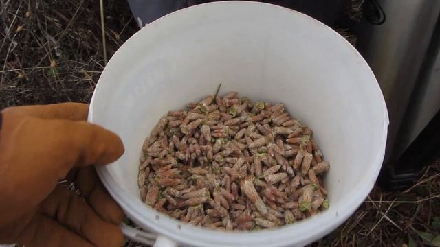 Жуть как не терпится. Открыл сезон рыбалки по открытой воде. Сбор сосновой почки. смотреть онлайн