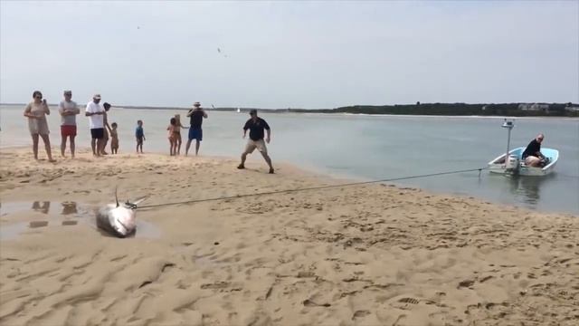 Grande TUBARÃO BRANCO encalha tentando pegar gaivotas смотреть онлайн