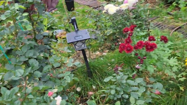 12 октября и розы. Очередной плач Ярославны??????????❤️ смотреть онлайн