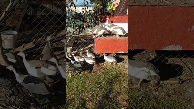 Про цесарок смотреть онлайн