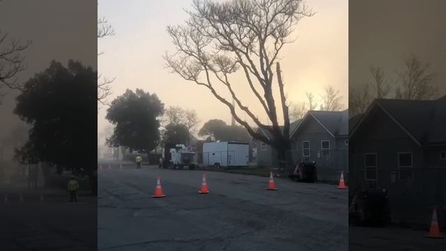 Ailanthus tree removal смотреть онлайн