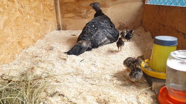 Индюшка с индюшатами