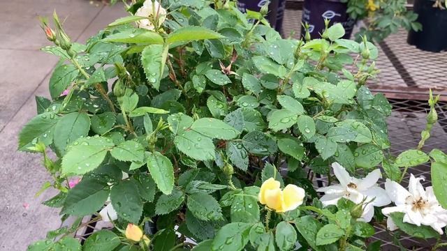 一株玫瑰上，开出多种颜色的花朵，Peach Lemonade Rose。【莎拉养花】 смотреть онлайн