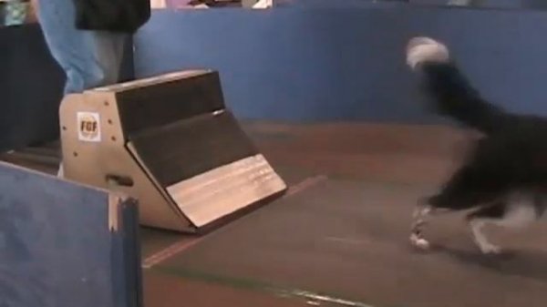 Zipp's Flyball Box Turn - Furs Gonna Fly