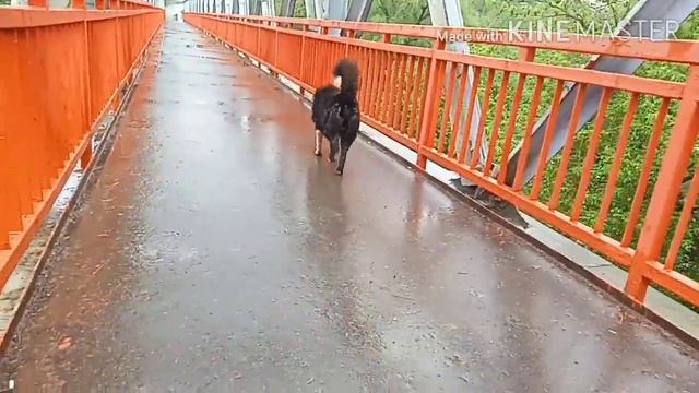 Самий Лучшие друг Вулкан Мен Ва 🌋 Вулкан| Men VaVULQON.Me and Volcano. смотреть онлайн