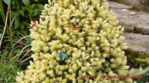 Ель канадская Дейзи Вайт (picea daisy's white) ? обзор: как сажать, саженцы ели Дейзи Вайт