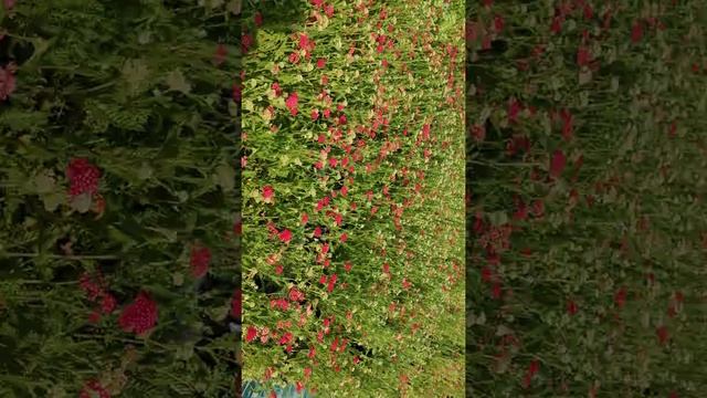 Тысячелистник красный смотреть онлайн