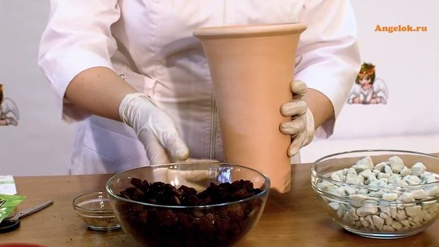 Цимбидиум Айс каскад (Cymbidium Ice Cascade)