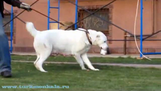 Туркмен Кала Нокот смотреть онлайн