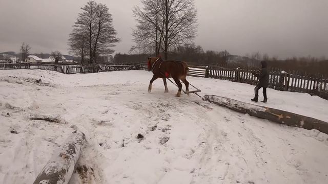 СИЛЬНА ПРОБА???/КОНІ НА ПРОДАЖУ/ КОНІ ВАГОВОЗИ/ КОНІ В УКРАЇНІ